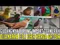 Download Lagu 🔴 GUDANGNYA BURUNG IMPORT TERMURAH SORTIRAN GREAT A SUPER 0838-7553-6945