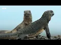 99 Iconic Moments From Sir David Attenborough | BBC Earth