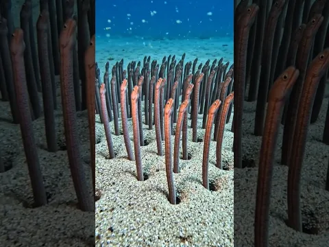 لماذا لا تخرج هذه الثعابين من جحورها؟