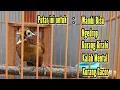 Download Lagu WAMBI NGECIR BIKIN JANTAN GACOR