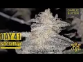 Garlic Butter Strain - 29 days until harvest
