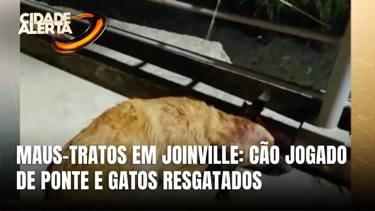 Cão é arremessado de ponte e gatos são jogados em ribanceira