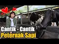 Download Lagu BELAJAR TERNAK SAPI PERAH DARI SINGLE PARENT YANG MENJADI PETERNAK SAPI WANITA DI KEDIRI
