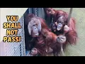 Lagu When Dad Orangutan Decides to Play Gatekeeper