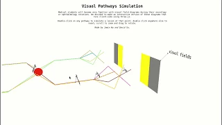 Visual Pathways - Interactive Model