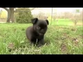 Dogs 101 Brussels Griffon