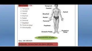 الفرقة الاولي معهد تمريض Pulse شرح محاضرة ال 