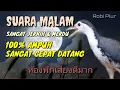 Download Lagu 🔴 Suara pikat ruak ruak malam 100% ampuh suara sangat jernih \u0026 merdu cepat datang #surapikatrobi