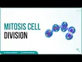 Mitosis Cell Division Animation Phases of mitosis Cell Cycle