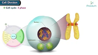 Mitosis Cell Division Animation | Phases of mitosis | Cell Cycle