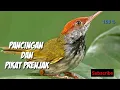 Download Lagu Suara pikat perenjak liar | Kepala merah durasi pendek