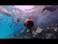 Lagu Snorkeling Galapagos