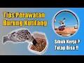 Download Lagu CARA MERAWAT BURUNG KUTILANG || Rawatan Harian Kutilang Pikat/Kutilang Rumahan | Simpel Tidak Ribet