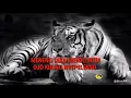 Download Lagu STATUS WA MACAN PUTIH FULL KATA KATA