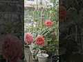 Download Lagu กุหลาบหน้าฝน#rose #คนรักกุหลาบ #flowers #ทาสกุหลาบ #beautiful