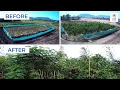 Download Lagu Miyawaki Magic: From Barren Land to Dense Forest | मियावाकी तकनीक का प्रभाव | Paani Foundation