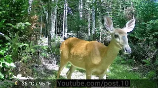 Friends Spotted On My Backyard Camera