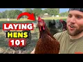 I VE BEEN RAISING LAYING HENS FOR 6 YEARS HERE S WHAT YOU NEED TO KNOW