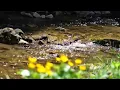 Maurice Ravel — “Pavane pour une infante defunte” [Extended] (1 Hr.)
