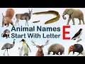 Animal Names Starting with letter E