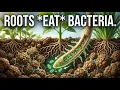 THE RHIZOPHAGY REVOLUTION HOW PLANTS ENGINEER THEIR OWN ECOSYSTEM