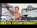 Lagu TERJUN BEBAS ! MURAI BATU BLOROK, PANDA, BLACK SHAMA, EKOR KLEWER MULAI 2JT AN GRATIS CUCAK JENGGOT