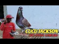 Download Lagu APAKAH INI YANG DI NAMAKAN BURUNG OVER CC 🤔