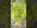 Download Lagu insulin plant or sugar plant#terracegarden #plantlover #shorts #shortsfeed #garden #ytshorts