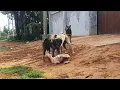 Dogs are breeding in F 15 Homeland Dogs