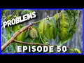 Young Peach Tree Problems \u0026 Solutions (Ep. 50)