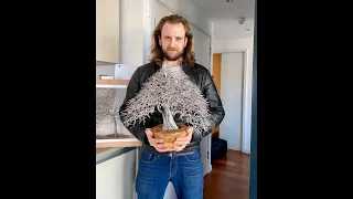 900 Strand Bonsai Sculpture