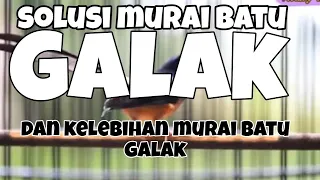 how to deal with fierce magpie robins and the advantages of fierce magpie robins