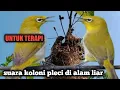 Download Lagu suara burung pleci koloni di alam liar cocok untuk pancingan dan terapi