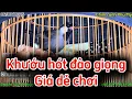 Download Lagu @chimcanhquan7 - (06/07/2025) Khướu hót mau mỏ, nhiều giọng…