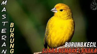 masteran burung kecil nembak dan gemericik air suasana pegunungan