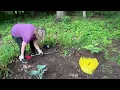 Download Lagu BONUS VIDEO FINISHING A GARDEN BED \u0026 planting some new hostas