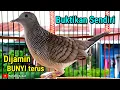 Download Lagu Perkutut lokal gacor Suara Besar Pancingan Paling Ampuh Langsung GACOR #perkutut #perkututlokalgacor