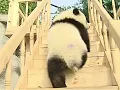 Cute pandas playing on the slide