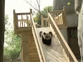 Download Lagu Cute pandas playing on the slide
