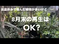 Download Lagu [Is it OK to regenerate at the end of August?] My plants were damaged during the Obon holiday.