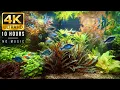 Film Akuarium Tanaman 4K Berdurasi 10 Jam – Ikan Air Tawar yang Damai, Suara Air Asli \u0026 Suasana Alam