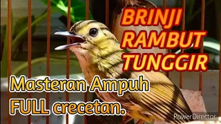 masteran burung brinji rambut tunggir crecetan panjang ampuh banget