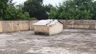सुबह सबेरे आश्रम में पंक्षियों की आवाजें ♥️