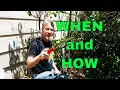 Download Lagu How to Prune Lilacs