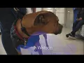 Meet this week s Perfect Pet Watson