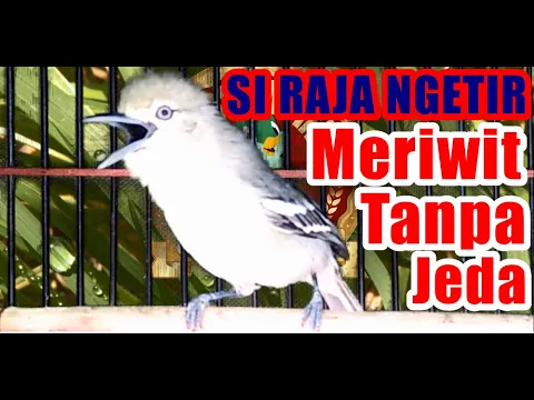 Download MP3 Masteran Cipoh / Sirtu Ngetir Meriwit Tanpa Jeda