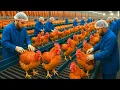 Lagu Inside the World’s Largest Ri Chicken Factory: Full Industrial Process From Egg to Global Export