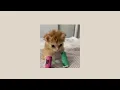 Download Lagu Girls like me don't cry - Sped Up (Thuy)