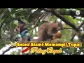 Lagu 🔴 Pasti Podo Penasaran || Suara Pikat Tupai memanggil Anaknya || Terbukti Paling Ampuh