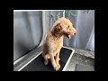 SandyPawsDogSpa is live grooming Zoey the Goldendoodle